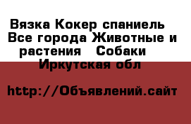 Вязка Кокер спаниель - Все города Животные и растения » Собаки   . Иркутская обл.